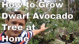 How to Grow A Dwarf Avocado Tree at Home [upl. by Judsen785]