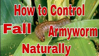 HOW TO CONTROL FALL ARMYWORM NATURALLY fall armyworm [upl. by Enorel]