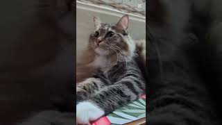 my Mimi 💞mimicat cat cutecat shortvideo [upl. by Afinom106]