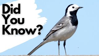 Things you need to know about the PIED WAGTAIL [upl. by Lukey41]