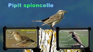 PIPIT des arbres spioncelle farlouse comparaison [upl. by Andrews]