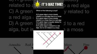 How to understand phylogenetic trees [upl. by Nueoht913]