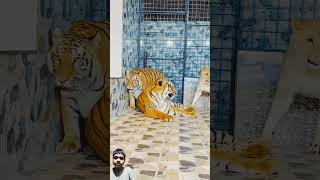 tiger miansab lion animals zoo animallover punjabisong newsong punjabi song almasoudi [upl. by Ameehs]