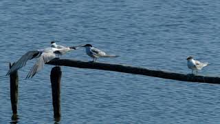 Common Terns [upl. by Sirtimed]