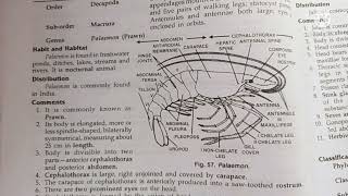 palaemon prawn classification habitat n comments zoology practical bsc1comments on palaemon [upl. by Haldane227]