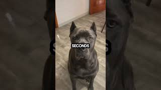 Meet the Cane Corso pets puppy dog animals dogbreeds funny canecorso [upl. by Atnoid]