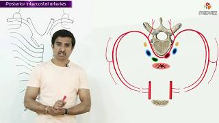 POSTERIOR INTERCOSTAL ARTERY  Gross Anatomy animations [upl. by Marjory64]