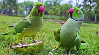 indian Ringneck Parrot Talking and Eating Guava [upl. by Auqined247]