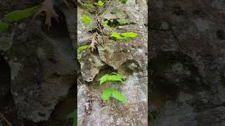 Poison ivy with its hairy roots Toxicodendron radicans [upl. by Thanh]