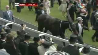 Australian horse Black Caviar takes Diamond Jubilee Royal Ascot [upl. by Henigman]