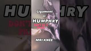 knee ligaments MRI humphrey [upl. by Annoj27]