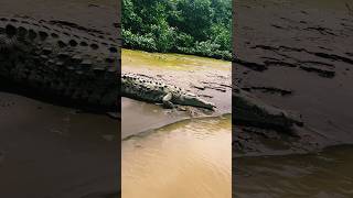 Crocodilians 🐊🐊🐊🐊 [upl. by Andonis]