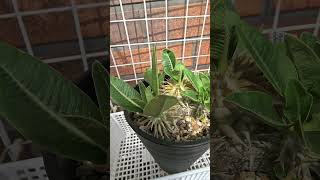 コーデックス pachypodium eburneum パキポディウム エブレネウム [upl. by Notwal]