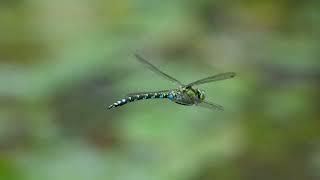 Southern Hawker dragonfly Titchfield Haven Hampshire UK [upl. by Ednihek]