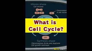 What is Cell Cycle  Quick Learn cell cycle cellcycle biology [upl. by Hilton]