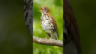 Wood Thrush Singing and Call [upl. by Lenwood]