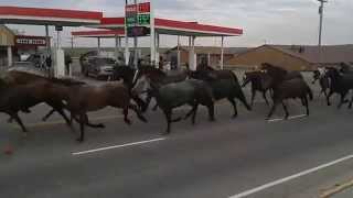 Running of the Horses  Indian Days 2014 [upl. by Derian]