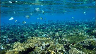 Snorkeling tour in Sunrise Diamond Beach Resort  Sharm el Sheikh [upl. by Eb989]