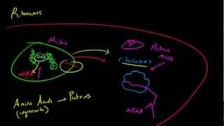 Biology Lecture  21  Ribosomes [upl. by Anoy]