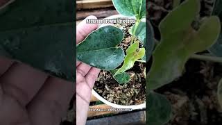 Anthurium Brownii Corong Variegata [upl. by Belak]