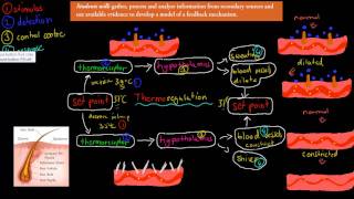 MB18 Thermoregulation HSC biology [upl. by Eniamahs191]