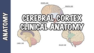 Clinical Anatomy  Cerebral Cortex lobes injury and clinical signs [upl. by Mona85]