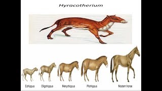 Evolution of horses [upl. by Filippo]