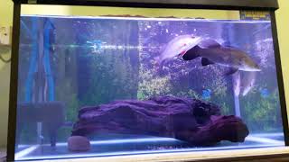 Barramundi amp Mangrove Jack Aquarium [upl. by Kiraa]