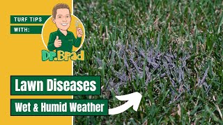 Slime Mold amp Powdery Mildew  Wet Humid Weather Lawn Diseases  Turf Tips with Dr Brad [upl. by Aduh983]