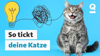 Katzensprache So verstehst du deine Katze besser  Quarks [upl. by Uase]