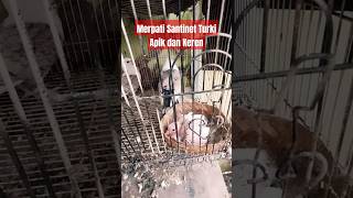 Burung Merpati Santinet Turki Piyik dan Indukan [upl. by Baggs]