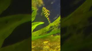 L134 LEOPARD FROG FRY DaniKenAquatics [upl. by Aham]