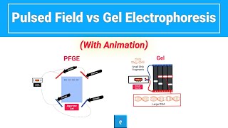 Pulsed Field vs Gel Electrophoresis with animation [upl. by Alegnave866]