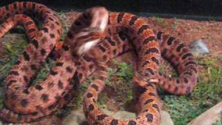 red pygmy rattlesnakes combating amp breeding [upl. by Ruenhs]