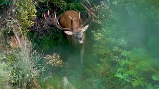 Hunting Roaring Red Stags [upl. by Haymo]