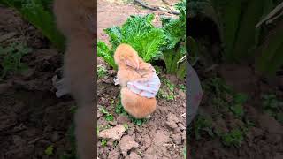 Brother Rabbit eats cabbage while carrying his brother on his back Cute pet debut plan Rabbit Cu [upl. by Eesyak]