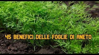 45 benefici delle foglie di aneto [upl. by Suiddaht]