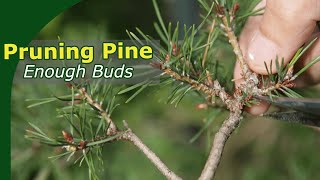 Pruning Pine Bonsai for stronger budding [upl. by Glenn]