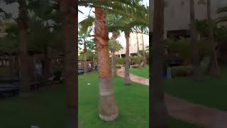 Hotel Riu Touareg Cape Verde Boa Vista  Morning walk [upl. by Anailuig]