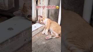 लोग बुरे नहीं हैं🥹🥹 funnycatsanddogsnew2024 shortsviral [upl. by Henry]