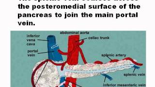 ULTRASOUND PANCREAS ANATOMYwmv [upl. by Geoff]