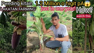 HOW TO EARN A MILLION IN BANANA LAKATAN PLANTING PAANO KIKITA NG MILYON SA PAGTANIM NG LAKATAN [upl. by Aicelet]