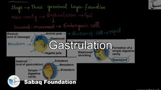 Gastrulation Biology Lecture  Sabaqpk [upl. by Raffaello528]