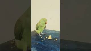 cute 🥰 parrot birds cuteparrot funny shortsviral [upl. by Brianna380]