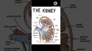 kidney structure l kidney anatomy l renal system [upl. by Giralda]