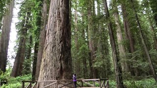 Hiking Jedediah Smith Redwoods State Park  Crescent City CA 623 4K [upl. by Poirer570]