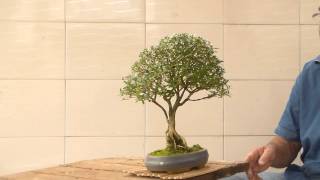 Bonsai Avaré  Serissa  Hokidachi [upl. by Doownelg]