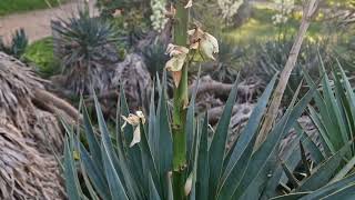 Yucca gloriosa ☀️🌵 [upl. by Georgina]