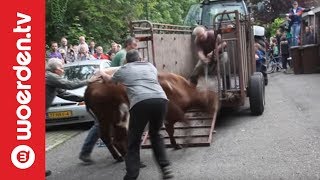 Woerden TV  Politie schiet dolle koe neer in Woerden [upl. by Erdnaet]