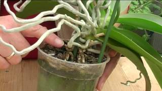 How to Grow Orchids [upl. by Smada746]